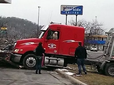 dog crashes truck